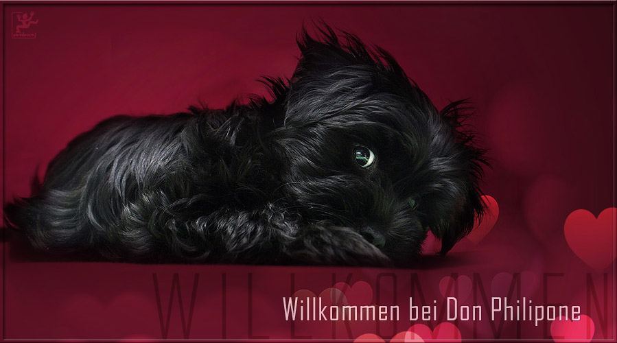 Willkommen auf meiner Seite, jeder Hund sollte seine Page haben :-)